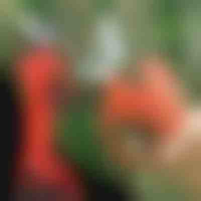 Elektryczne nożyce do przycinania, bezprzewodowe do ogrodu i sadu | WHIZZPRUNER